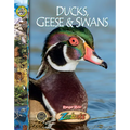 Ducks, Geese and Swans