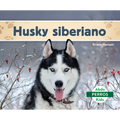 Husky Siberiano (Siberian Huskies)