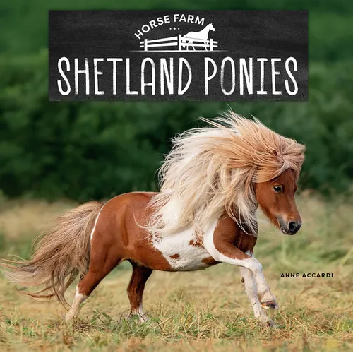 Shetland Ponies