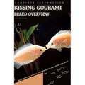 Kissing Gourami: From Novice to Expert. Comprehensive Aquarium Fish Guide
