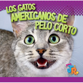 Los Gatos Americanos de Pelo Corto