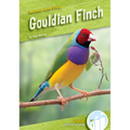 Gouldian Finch