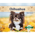 Chihuahuas (Spanish Version)