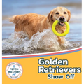 Golden Retrievers Show Off