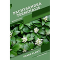 Pachysandra terminalis: Shade plant Beginner's Guide