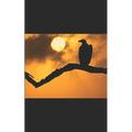Through the Eyes of a Vulture