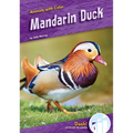 Mandarin Duck