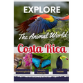Explore the Animal World of Costa Rica