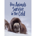 How Animals Survive in the Cold: English Edition