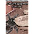 What Does Spider Poop Look Like?