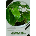 Burle Marx Philodendron: Plant Guide