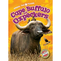 Cape Buffalo and Oxpeckers