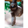 sloth