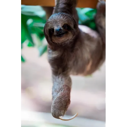 sloth