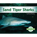 Sand Tiger Sharks