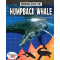 Bringing Back the Humpback Whale