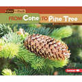 From Cone to Pine Tree
