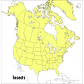 A Peterson Field Guide to Insects: America North of Mexico