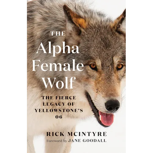 The Alpha Female Wolf: The Fierce Legacy of Yellowstone's 06