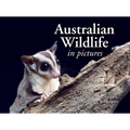 Australian Wildlife in Picture: Celebrating the Unique Nature of the Island Continent, from Kangaroos to Sea Dragons
