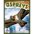 Ospreys