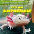 It's an Amphibian!