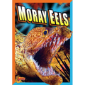 Moray Eels
