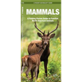 Mammals: An Introduction to Familiar North American Species