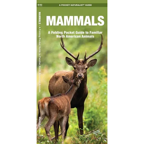 Mammals: An Introduction to Familiar North American Species