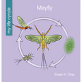 Mayfly