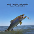 North Carolina Game Fish and Panfish Species Kids Book: Great Book About the Different Types of Fish in North Carolina
