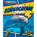 Echolocation