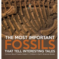 The Most Important Fossils That Tell Interesting Tales Curious About Fossils Grade 5 Children's Earth Sciences Books
