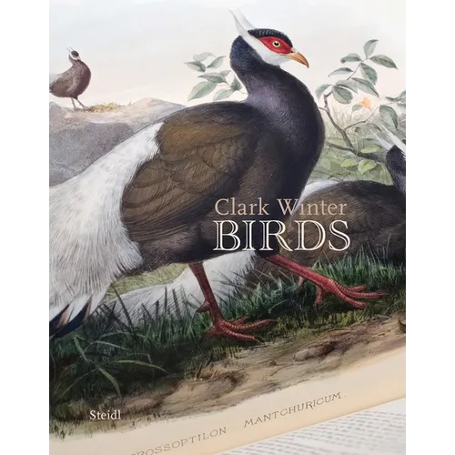 Clark Winter: Birds