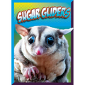 Sugar Gliders