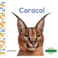 Caracal (Caracals)