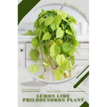 Lemon Lime Philodendron Plant: Plant Guide