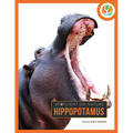 Hippopotamus