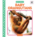 Baby Orangutans