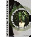 Alocasia Amazonica: Popular mistakes when you growing PLANT at home