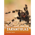 Tarantulas