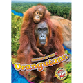 Orangutans