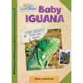 Baby Iguana