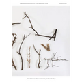 Jimmie Durham & a Stick in the Forest by the Side of the Road: Separation and Distinctions - On Turtles, Bosons and Theory