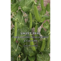 Sweet Peas - Their History, Development & Culture