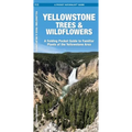 Yellowstone Trees & Wildflowers: A Folding Pocket Guide to Familiar Plants of the Yellowstone Area