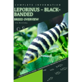 Leporinus - Black-banded: From Novice to Expert. Comprehensive Aquarium Fish Guide