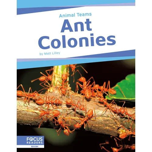 Ant Colonies