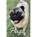 Pugs Photo Book for Writing and Note Taking: Writing Pad with Pug Pictures, Dog Lover Gifts
