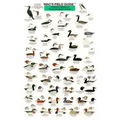 Mac's Field Guides: Northeast Coastal Water Birds